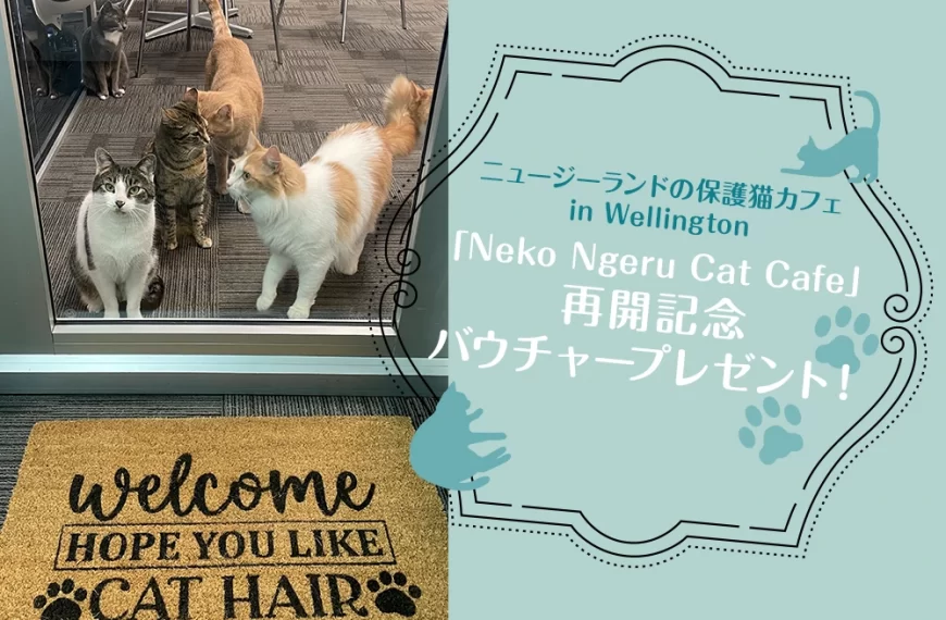 ニュージーランドの保護猫カフェ in Wellington「Neko Ngeru Cat Cafe」 再開記念バウチャープレゼント！