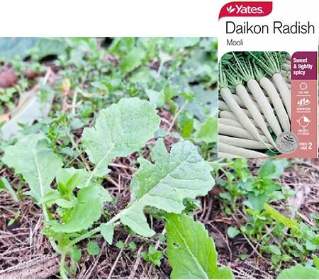 大根 Organic Radish White Daikon