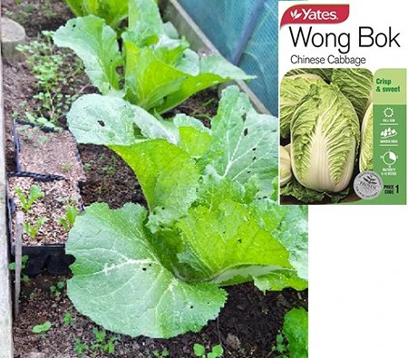 白菜 Chinese Cabbage Wong Bok