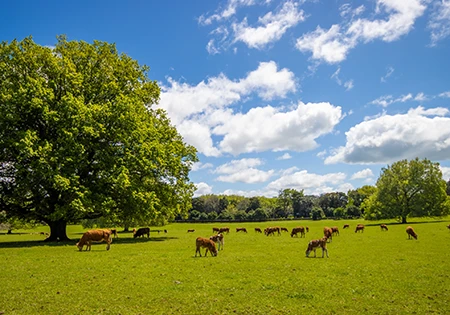 Cornwall Park