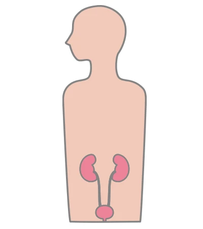 腎臓 にはたらく